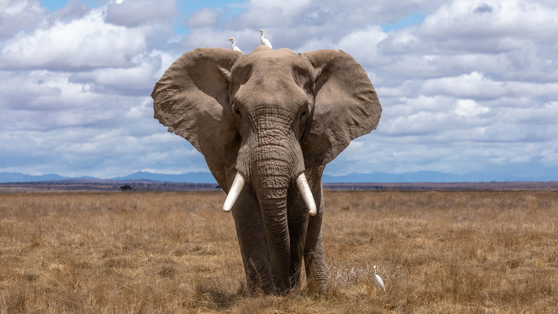 This is an elephant